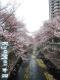 神田川の桜。